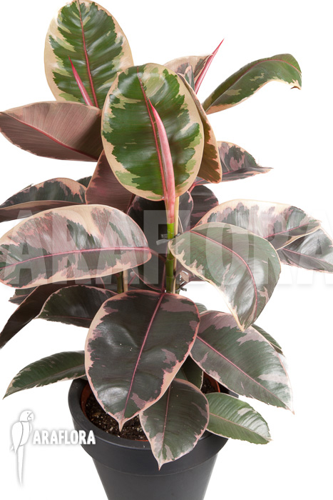 Ficus elastica ’tricolor’