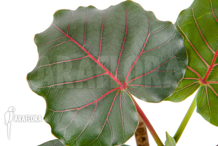 Ficus petiolaris ‘Starter’