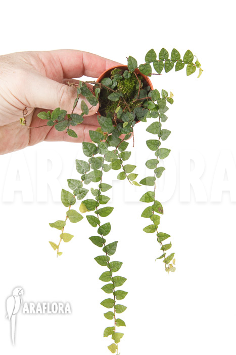 Ficus pumila var minuta ‘Species Colombia’ ‘S’