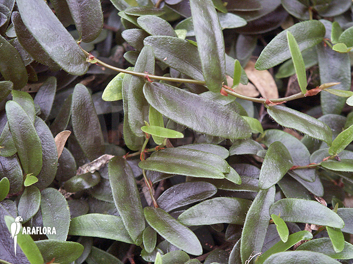 Ficus punctata ‘Species Panama’