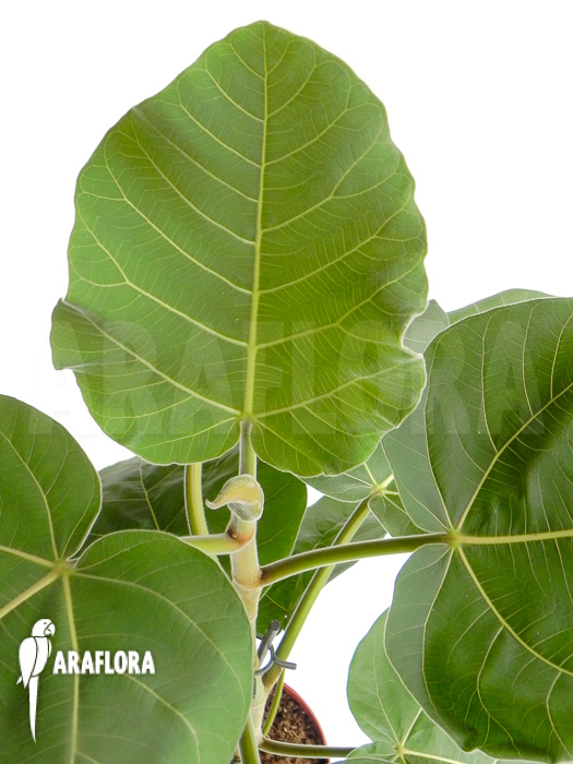 Ficus sp ‘everest’