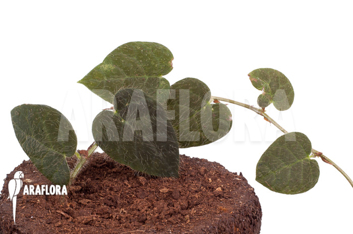 Ficus villosa ‘Starter’