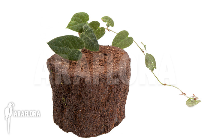 Ficus villosa ‘Starter’