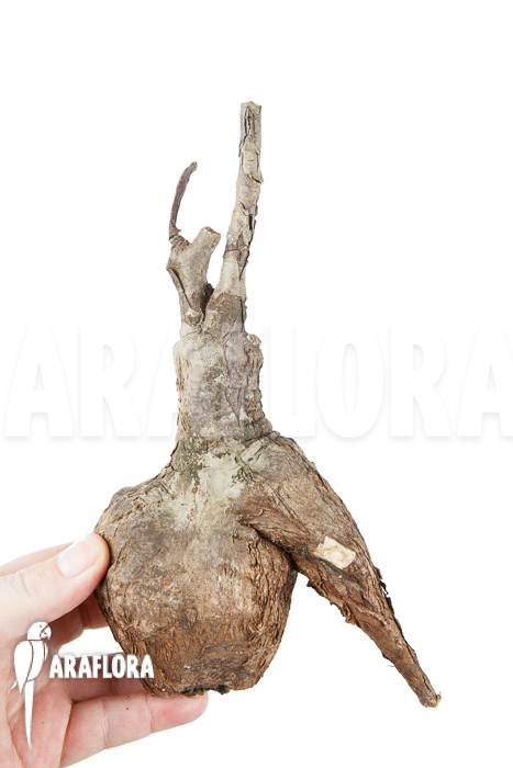 Firmiana coloreta bulb