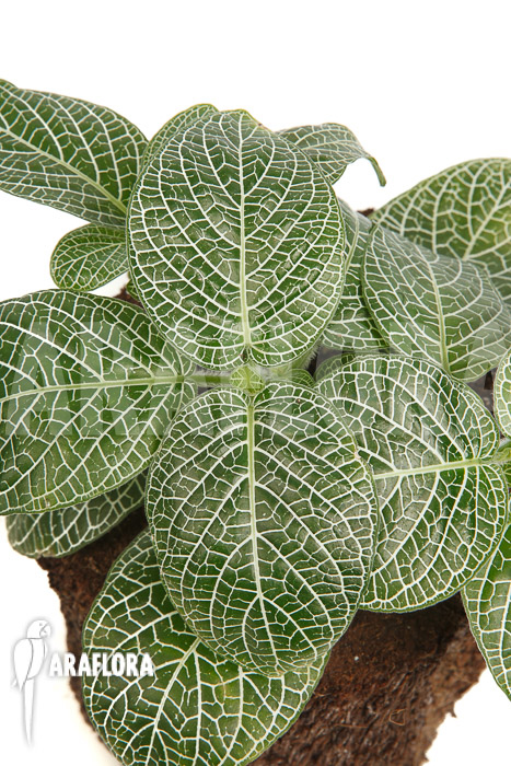 Fittonia-albivenis-new-5