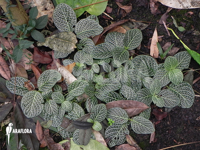 Fittonia verschaffeltii var. argyroneura