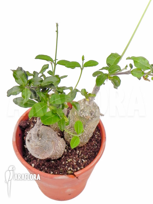 Fockea edulis ‘M’