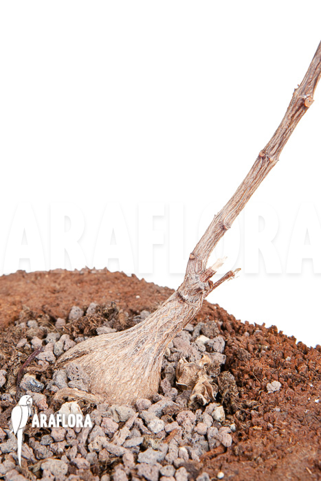 Fockea natalensis ‘S’