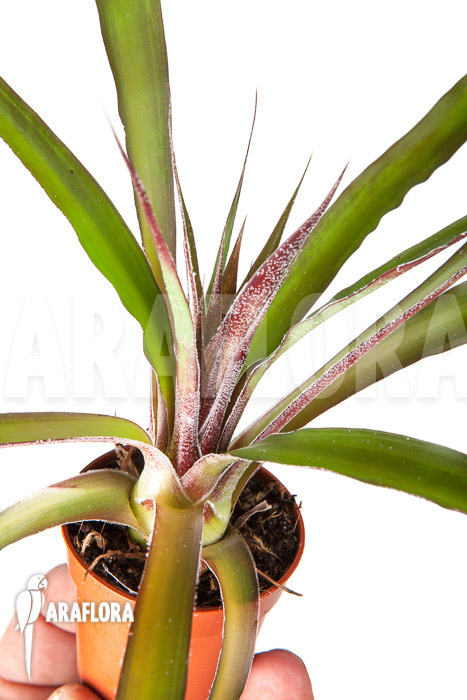 Fosterella villosula