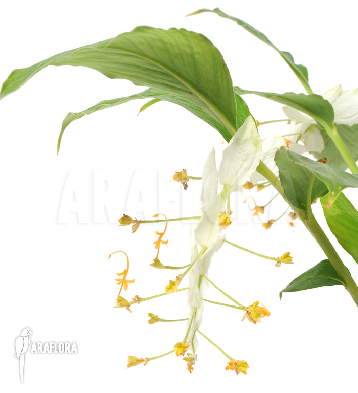 Globba winitii ‘Mount Everest’