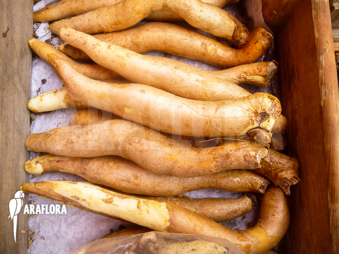 Gloriosa lutea bulbs