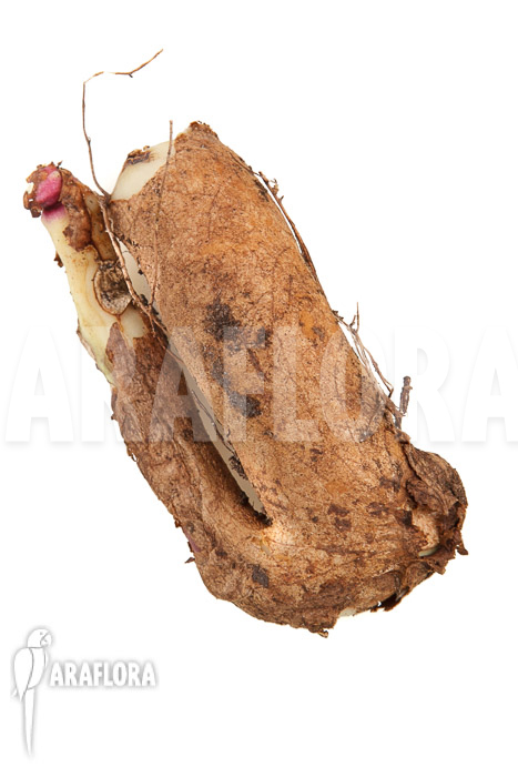 Gloriosa rothschildiana