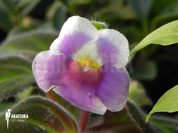 Gloxinella lindeniana