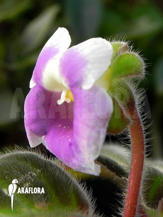Gloxinella lindeniana