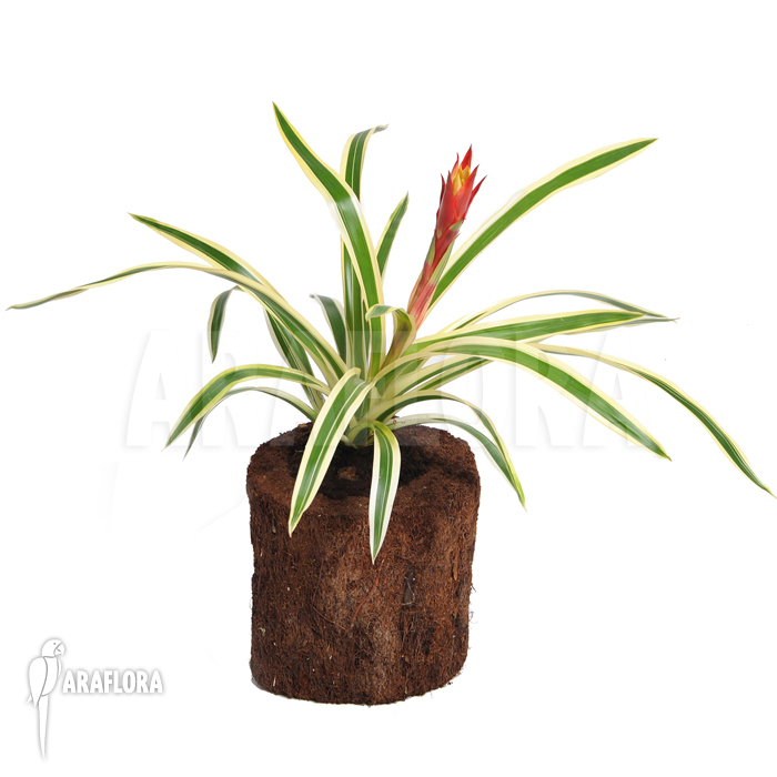 Guzmania x ‘Fools Gold’