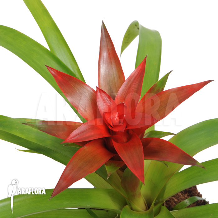 Guzmania x ‘Tempo’