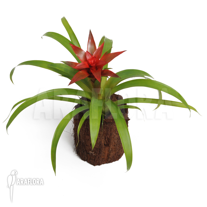 Guzmania x ‘Tempo’