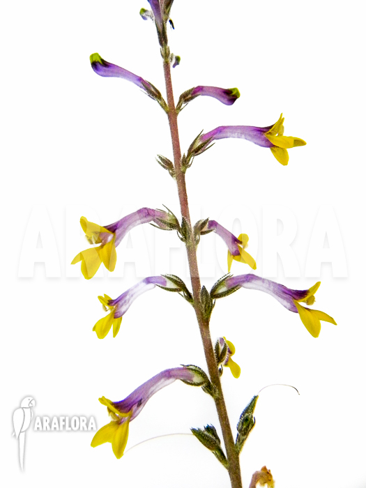 Gymnostachyum ceylanicum