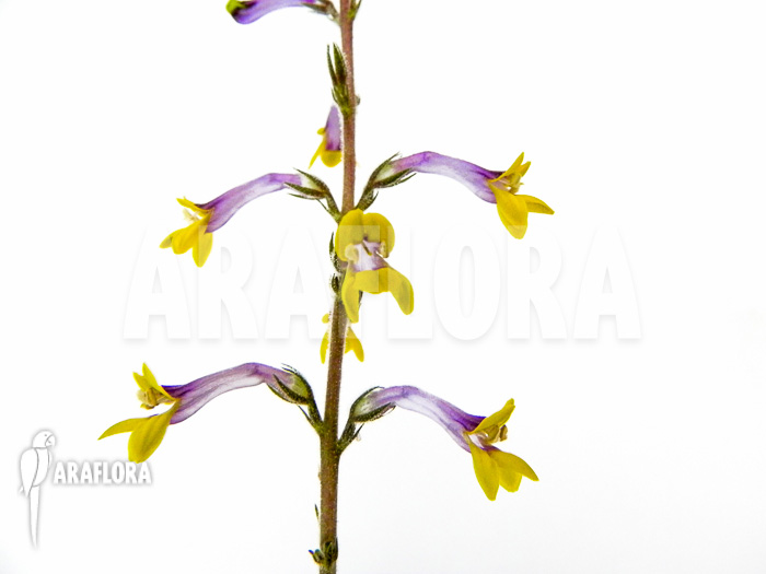 Gymnostachyum ceylanicum