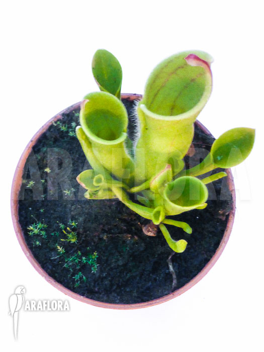 Heliamphora Starter set 3 plants