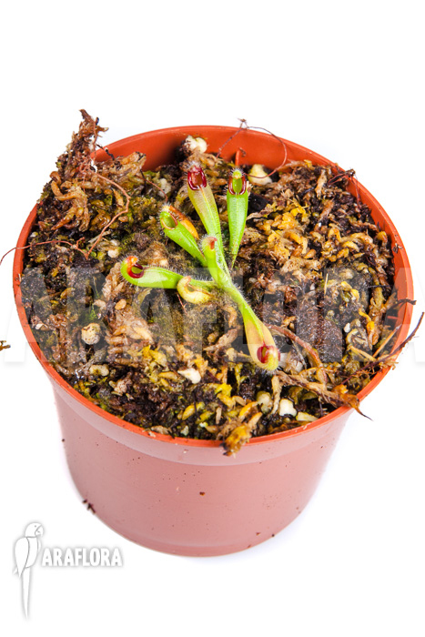 Heliamphora macdonaldae Starter sold