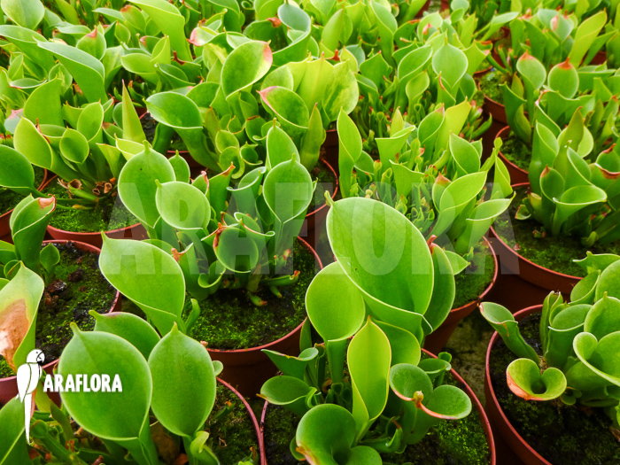 Heliamphora x heterodoxa x minor ‘M’