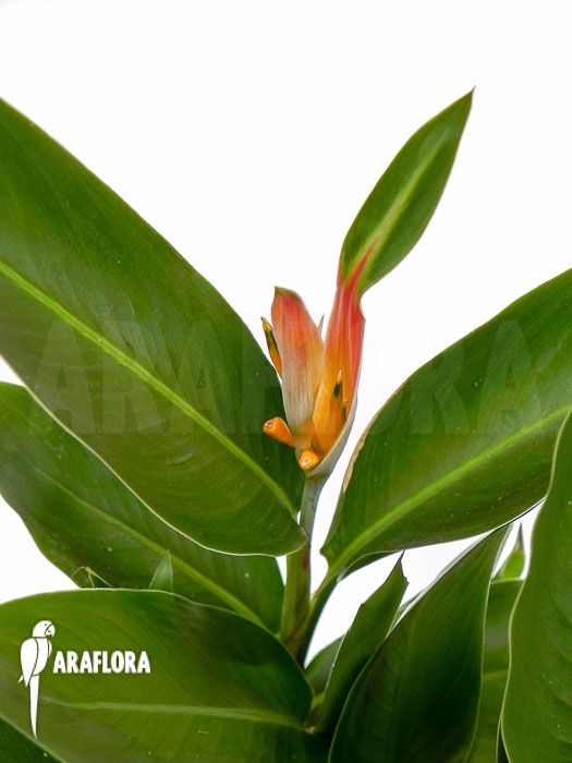 Heliconia psittacorum Starter