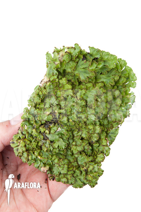 Hepatophyta moss Europe