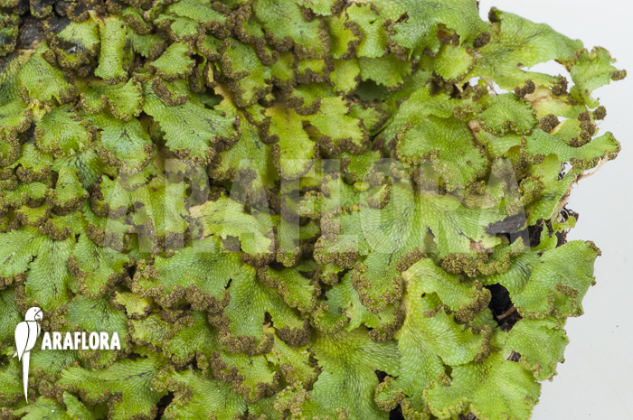 Hepatophyta moss Europe