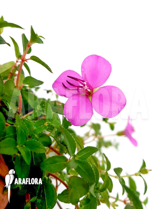 Heterocentron elegans