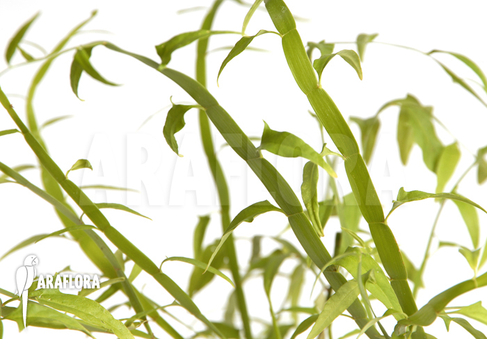 Homalocladium platycladum