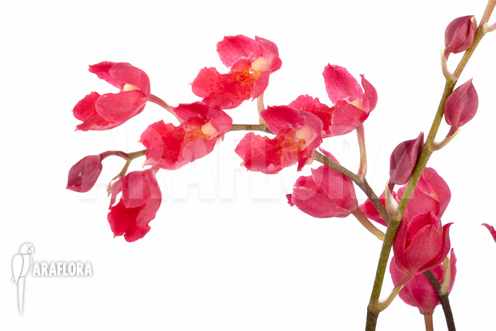 Howeara x Lava Burst