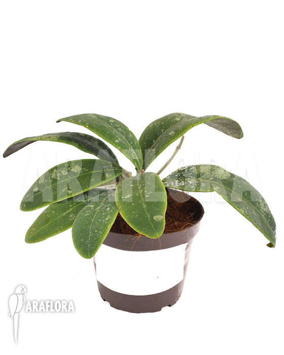 Hoya aff Rintzii Borneo H1 ‘leafcutting’