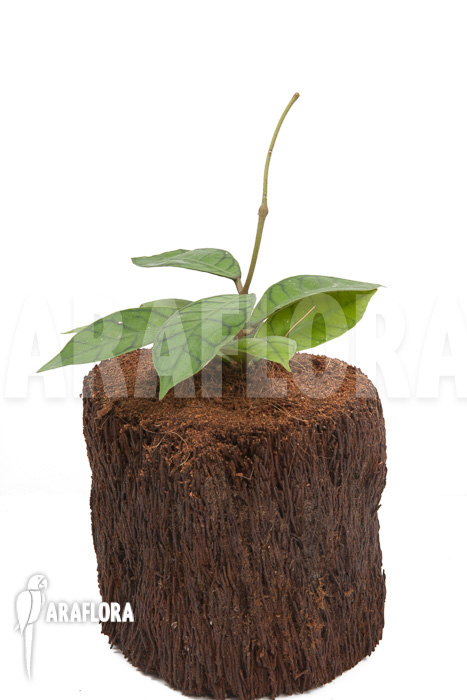 Hoya callistophylla ‘L’