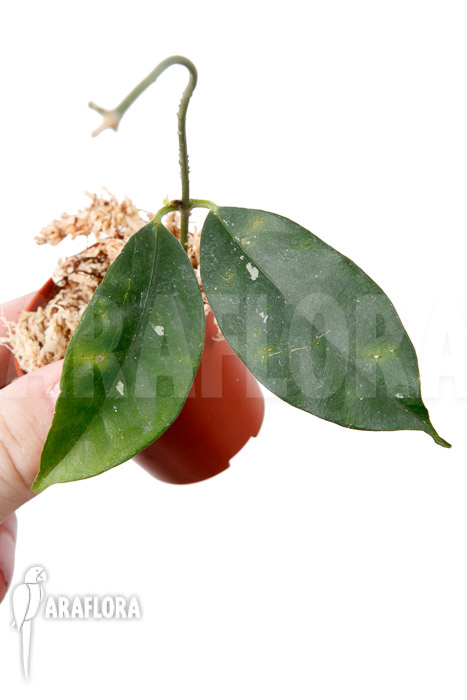Hoya campanulata ‘S’