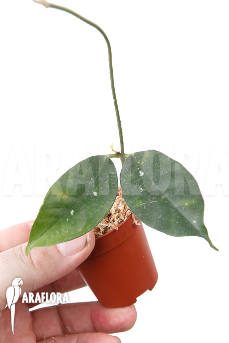 Hoya campanulata ‘S’