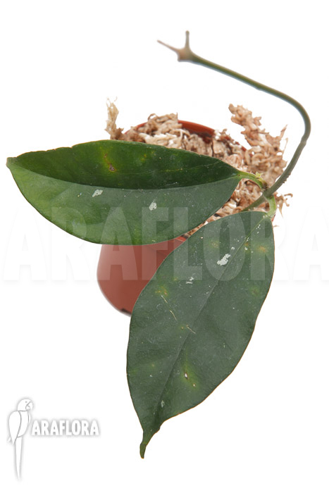 Hoya campanulata ‘S’