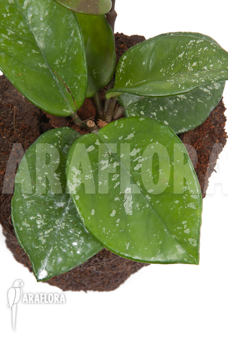 Hoya carnosa Freckles Splash