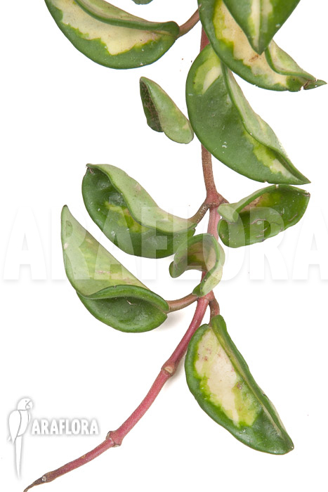 Hoya carnosa Krimson Princess