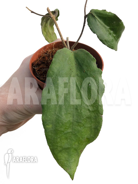 Hoya caudata (big leaf) ‘leafcutting’