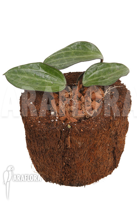 Hoya clandestina ‘leafcutting’