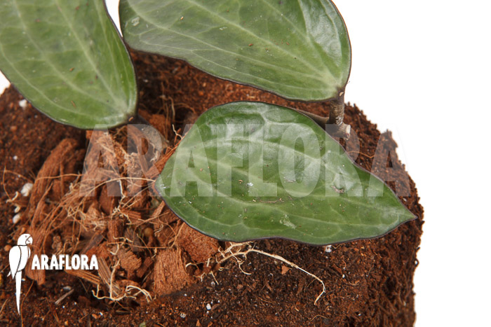 Hoya clandestina ‘leafcutting’