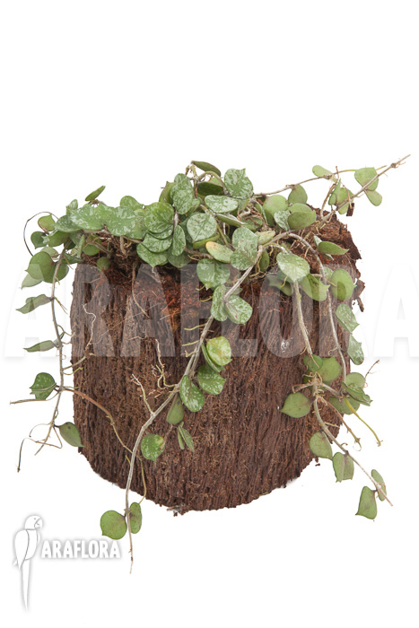 Hoya curtisii starter