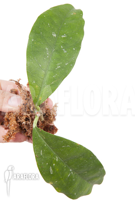 Hoya danumensis ‘Kipandi’ cutting