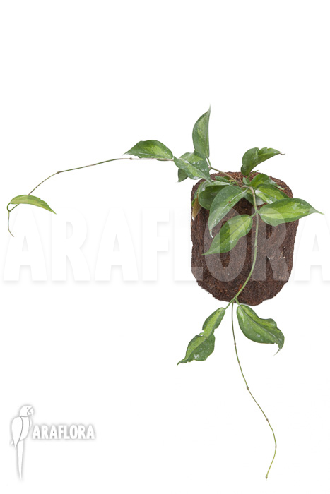 Hoya-kenejiana-albomarginata-2