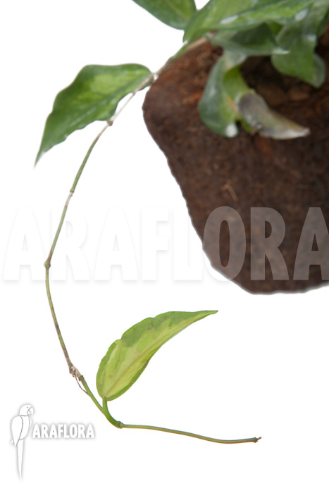 Hoya-kenejiana-albomarginata-4