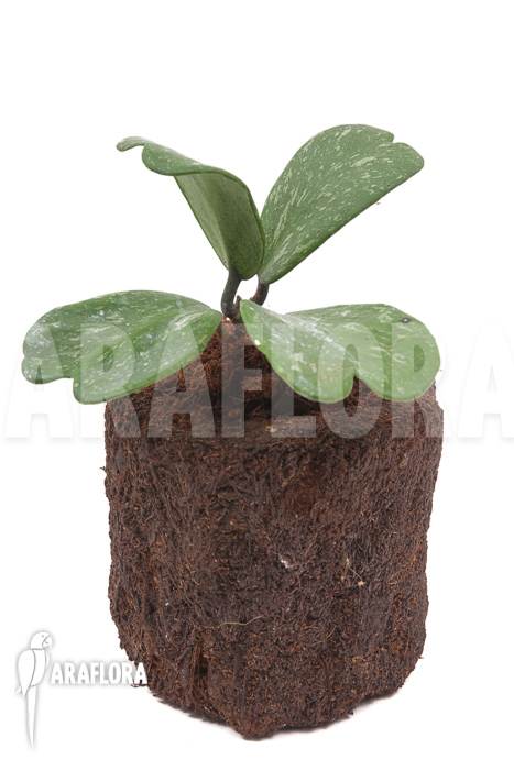 Hoya kerrii ‘Splash’