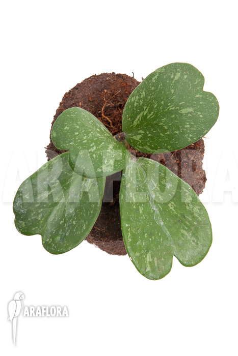 Hoya kerrii ‘Splash’