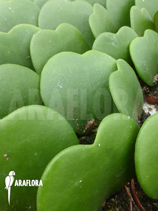 Hoya kerrii ‘Starter’