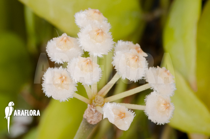 Hoya lacunosa